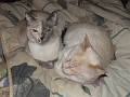 lizzy and cyrus sleeping together feb 07